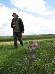 SX06675 Hans walking and Common Mallow (Malva sylvestris).jpg